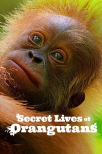 Download Secret Lives of Orangutans (2024) NF WEB-DL Dual Audio {Hindi-English}